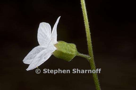 lithophragma bolanderi 6 graphic